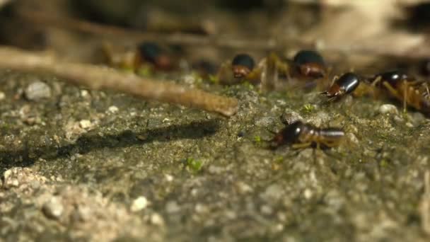 Termites soldiers vs branch close up — Stock Video