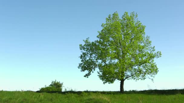 Lonely old oak tree in the meadow on sky background