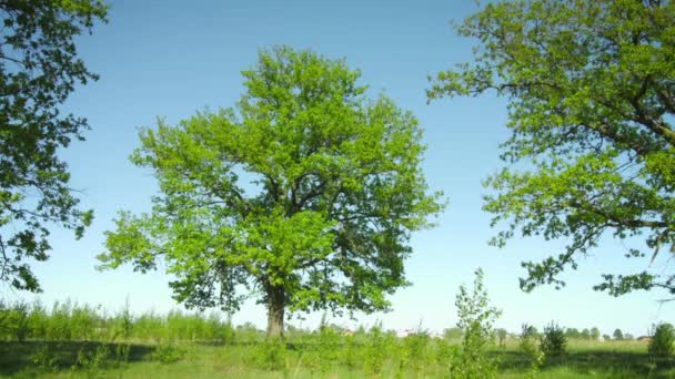 초원에서 오래 된 오크 나무의 그룹. 여름 농촌 풍경 — 비디오