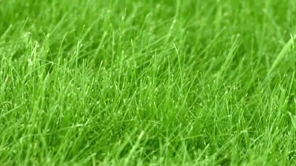 L'herbe sur la pelouse gros plan — Video