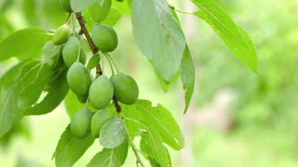 Branch of plum tree with green fruits close up — Stock Video