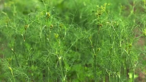 Aneth vert sur un lit dans le jardin — Video