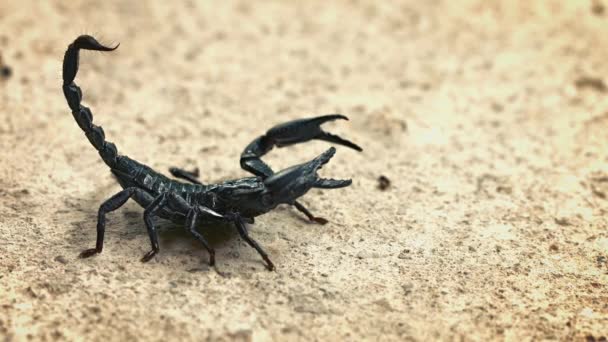 Asijské lesní scorpion (Heterometrus) v agresivní postoj — Stock video