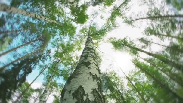 Erstaunliche Rotation um eine Birke in einem Sommerwald. sonniger Tag — Stockvideo