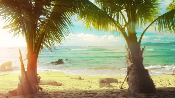 Palmbomen. tropisch strand en warme zee. Zonnige dag in Thailand — Stockvideo