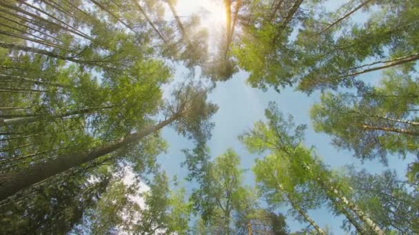混交的林。松树和桦树。树梢上阳光灿烂的日子 — 图库视频影像
