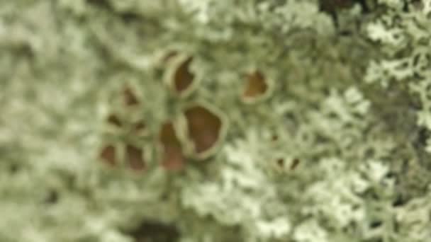 Lichen on stone surface — Stock Video