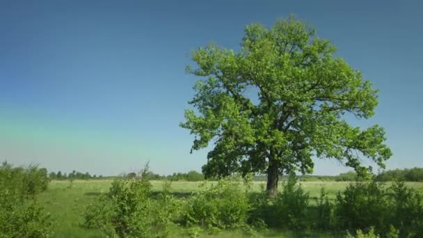 Old big oak tree in windy weather — Stock Video
