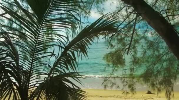 Playa salvaje. Vista a través de los árboles — Vídeo de stock