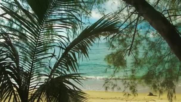 Plage sauvage. Vue à travers les arbres — Video