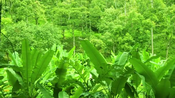 Foresta tropicale con boscaglie di banane. Thailandia. Phuket — Video Stock