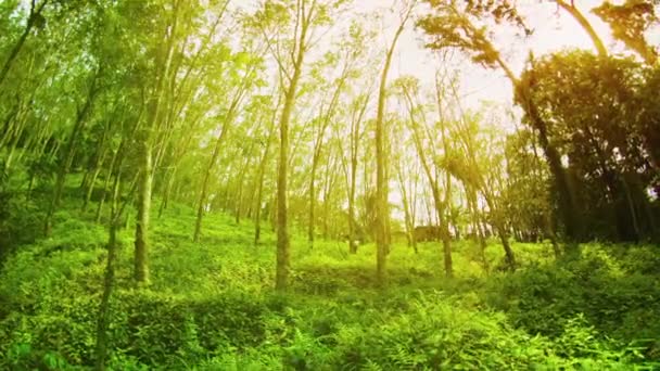 Плантація гумові дерев (гевея) у Сонячний літній день. Таїланд. Пхукет Таун — стокове відео