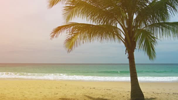 Weergave van een verlaten zandstrand met één palmboom — Stockvideo