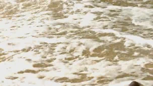 A semente de uma árvore tropical em uma praia arenosa com ondas do mar — Vídeo de Stock