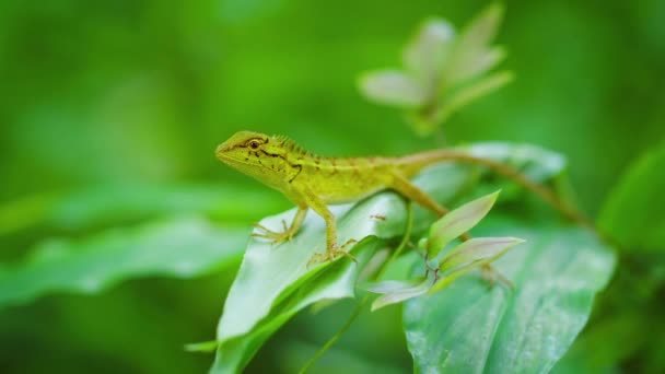 Pequeño lagarto salvaje en una planta tropical. Tailandia. Isla de Phuket — Vídeos de Stock