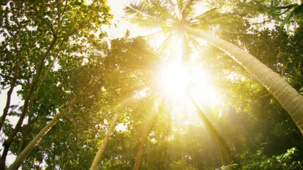 Rayons de soleil à travers les arbres tropicaux et les palmiers 