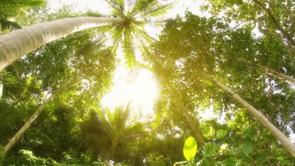 Tropik ağaçların en fazla. Tayland. Phuket Adası — Stok video