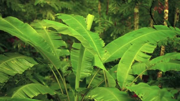 Banana Trees in the Jungle in Thailand. Asia — Stock Video