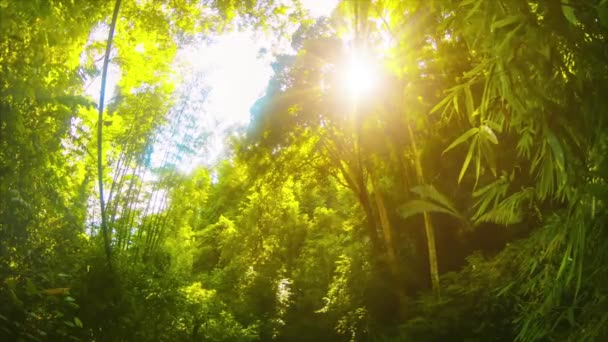 Tarde Sol en la Selva en Tailandia — Vídeo de stock