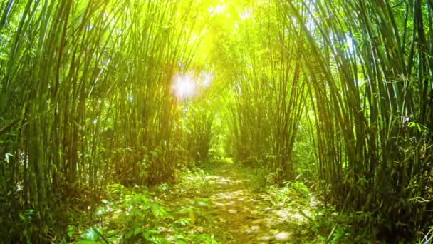 Túnel dourado entre estandes de bambu na Tailândia — Vídeo de Stock