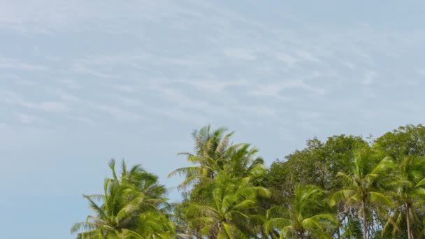 Phuket. Thajsko - cca listopad 2014: Červená komerční jetplane létání nad vysoké vrcholky stromů v Thajsku. Asie. Zatažené obloze v pozadí. — Stock video