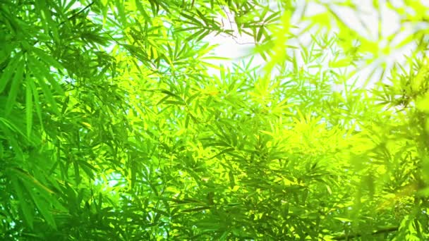 Green and Yellow Bamboo Leaves in Soft Light — Stock Video