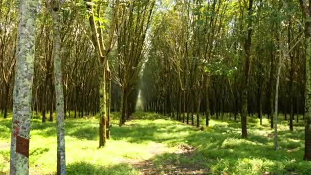 Plantação de árvores de borracha tailandesa em perspectiva — Vídeo de Stock