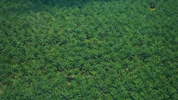 Elaeis guineensis palms - palma aceitera africana o grasa de guacamayo. Vista de pájaro — Vídeo de stock