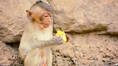 Young Crab Eating Macaque Devouring Stolen Goods