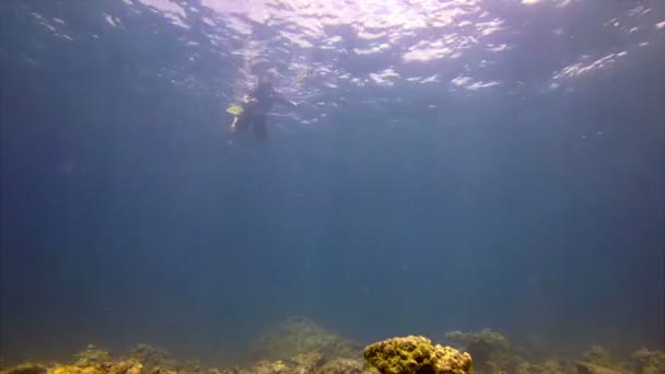 Turystyczny Snorkeling w ciepłych tropikalnych wodach Phuket. Tajlandia — Wideo stockowe