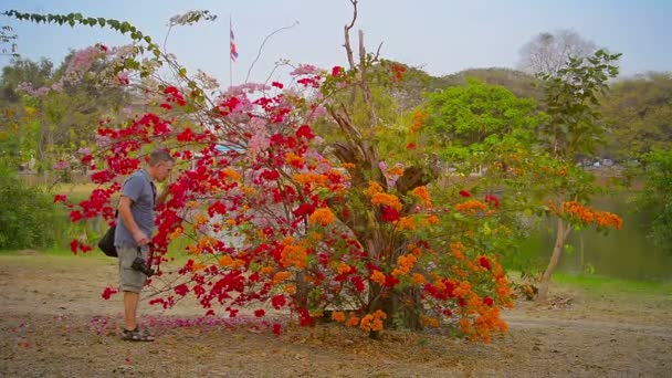 Examinando y oliendo flores turísticas en el Parque Histórico Ayutthaya en Tailandia — Vídeo de stock