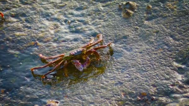 Grapsus tenuicrustatus. Le crabe se nourrit à la surface de la roche 