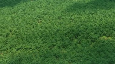 Güneydoğu Asya'da palmiye Ekim havadan görünümü