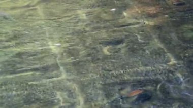 Dini sembollerin nehrin dibinde taş üzerine oyulmuştur. Kamboçya. Phnom Kultur Linga Nehri