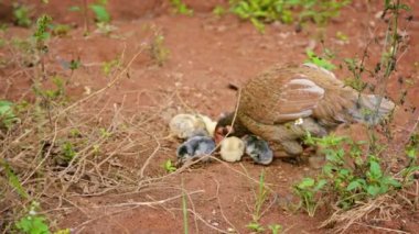Video 1080p - Anne Hen Yem ve Onu Chicks ile Otlatma