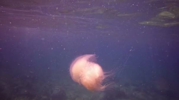 Jellyfish Natação nas águas tropicais suaves fora Phuket. Tailândia — Vídeo de Stock