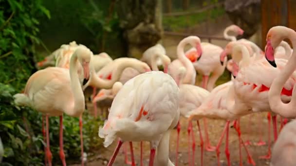 Vídeo FullHD - Flock of Pink Flamingos Preening para la Cámara — Vídeos de Stock