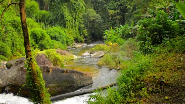 Vídeo 1080p - Corriente natural Meanders a través de la limpieza en la selva — Vídeos de Stock