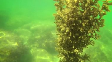 Kayalar ve Canlı Su Bitkileri ile Sualtı Sahnesi