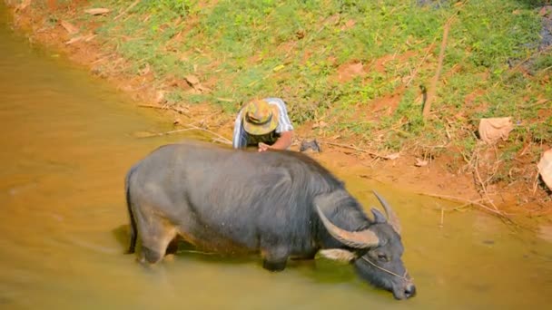 Inle jezero. Myanmar-circa Jan 2014: místní farmář s býkem v malé řece — Stock video