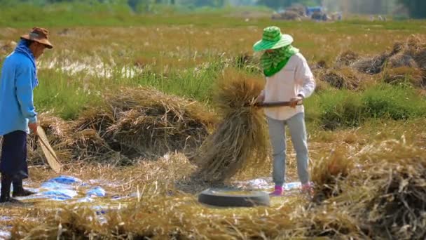 CHIANG RAI. TAILANDIA - CIRCA DEC 2013: Trabajadores Agrícolas realizan trilla manual de arroz cosechado para separar los granos . — Vídeos de Stock