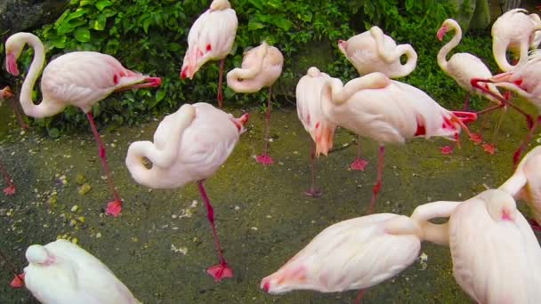Flamingos cor de rosa em um parque na Tailândia — Vídeo de Stock