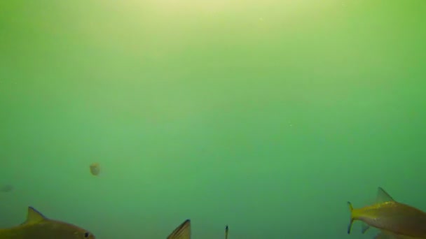 School of Endangered Fish in Vang Vieng. Laos — Stock Video