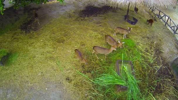 Олени оси в зоопарке Чиангмай в Таиланде — стоковое видео