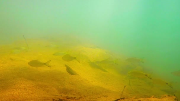 Scuola di Endangerd Bala Sharks a Vang Vieng. Laos — Video Stock