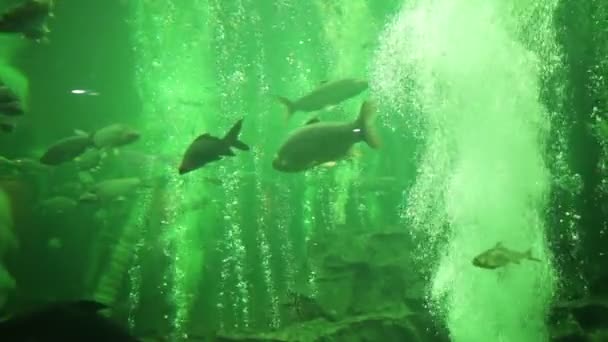 Fish in an Aquarium in Ayutthaya. Thailand — Stock Video