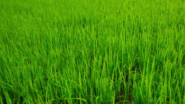 Jovem arroz crescendo em Sukhothai. Tailândia — Vídeo de Stock