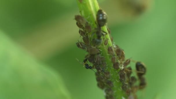 Bladlöss trångt runt en blomma stjälk — Stockvideo