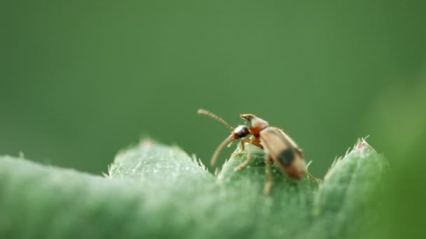 Kleiner brauner Käfer am Ende eines Blattes — Stockvideo