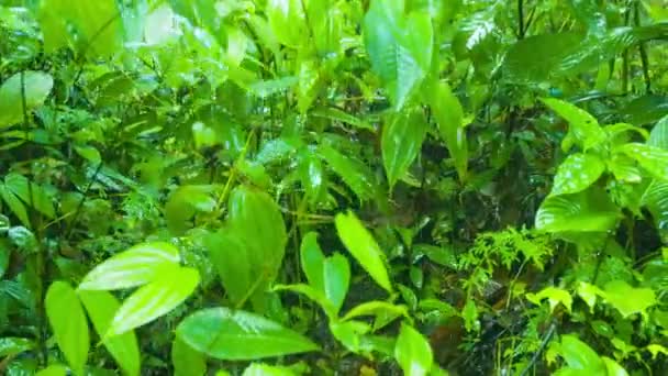 Regn blötläggning tät djungel undervegetation i Thailand — Stockvideo